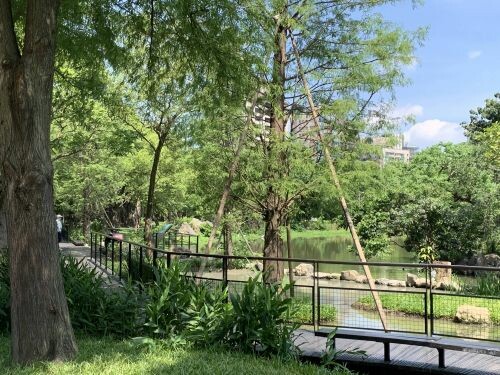 大安森林公園落羽松步道