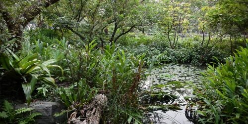 大安森林公園小生態池